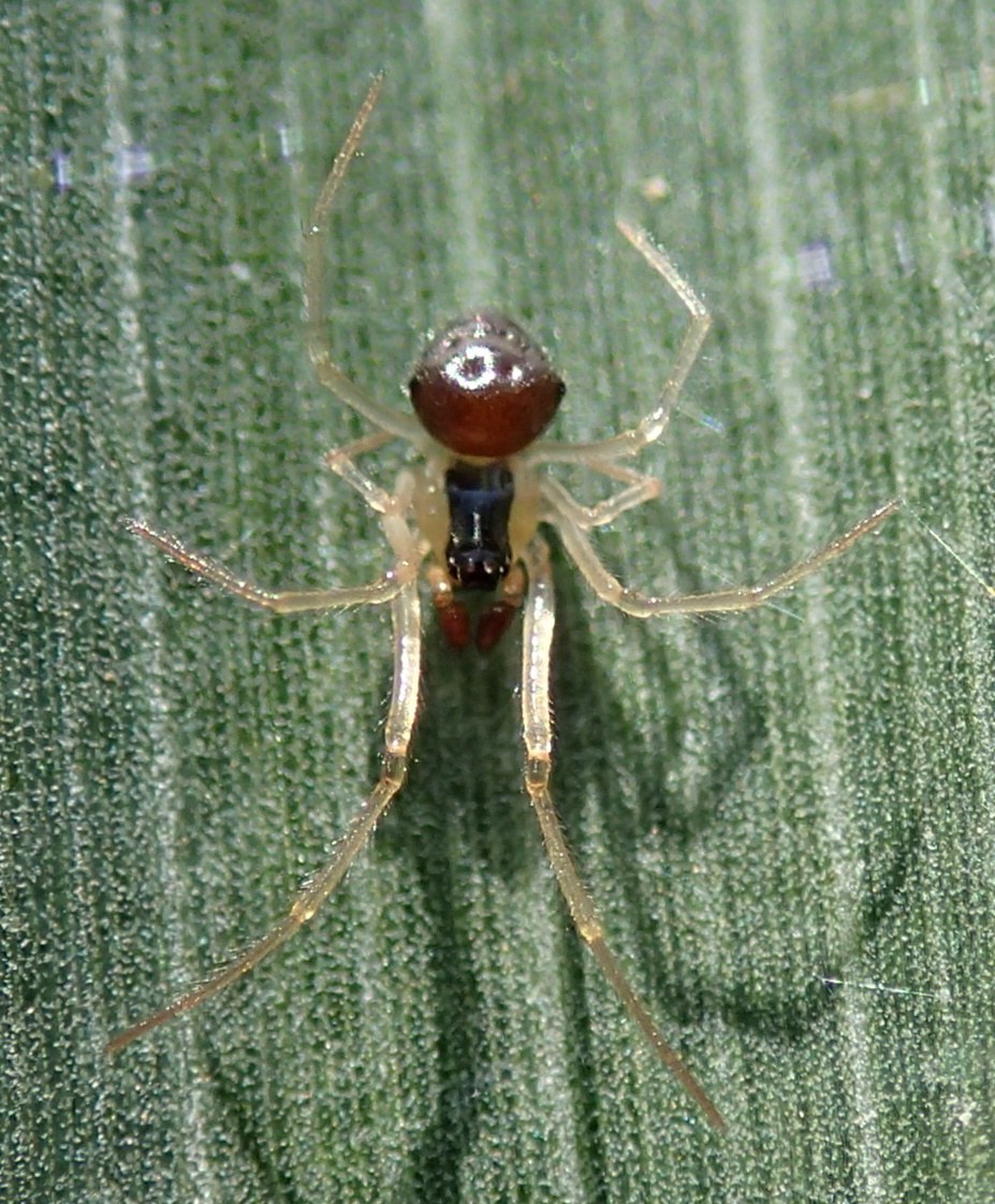 Theridula gonygaster  - Lughignano (TV )